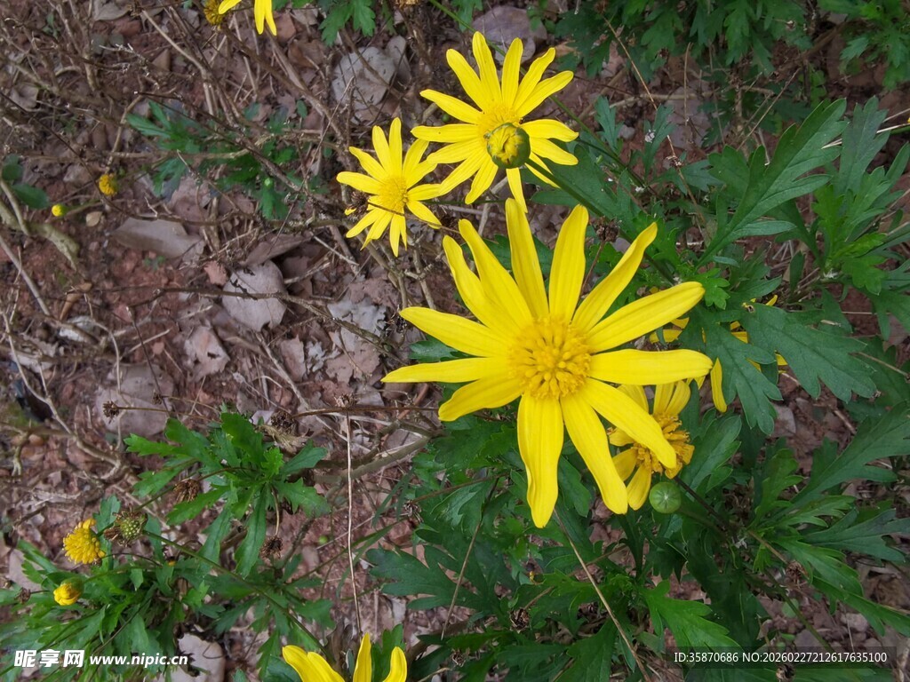 黄色小花绽放于地面