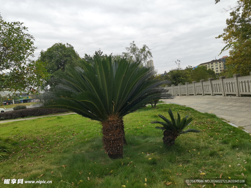 户外草地的两株铁树
