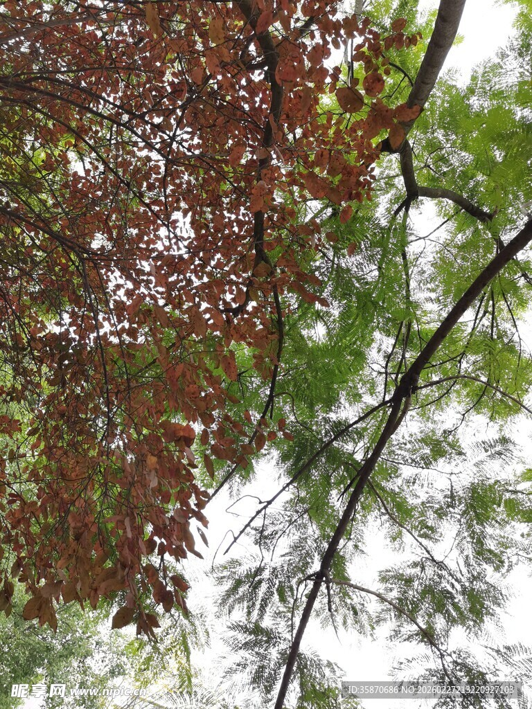 枝头秋叶与新绿交织