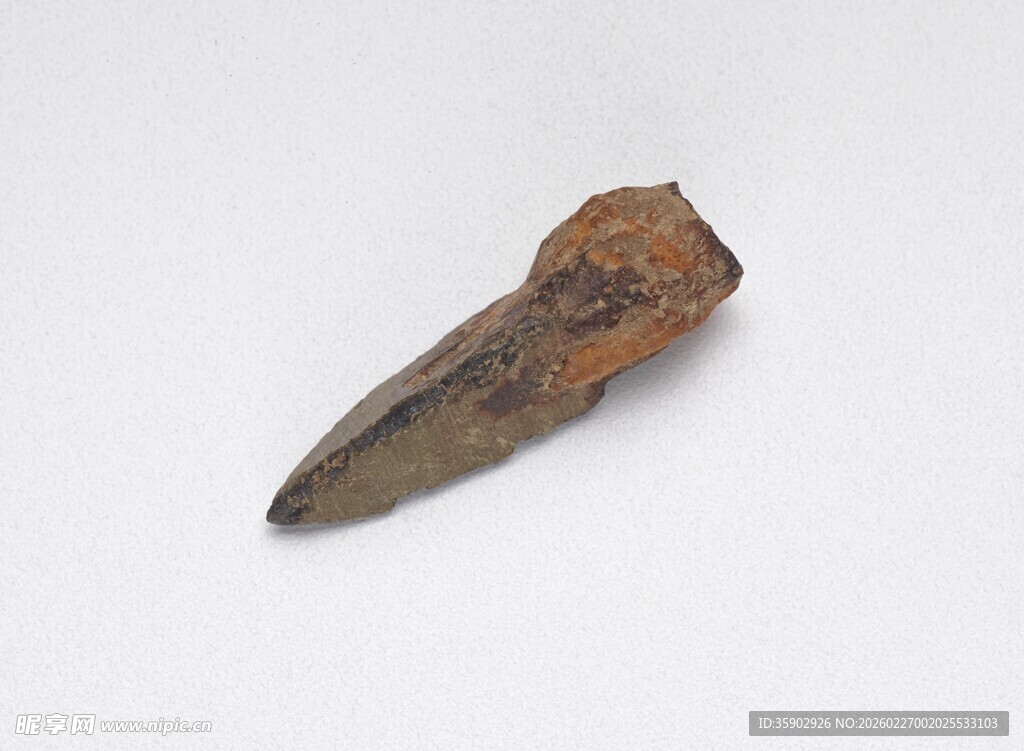 远古神秘动物牙齿化石