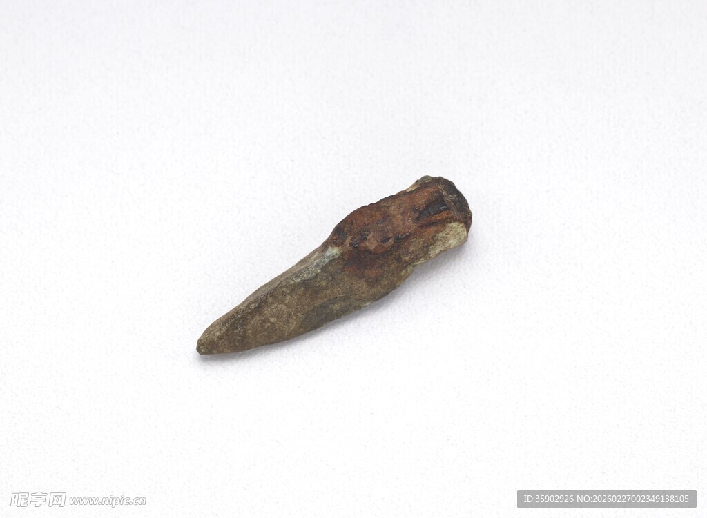 远古恐龙牙齿化石标本