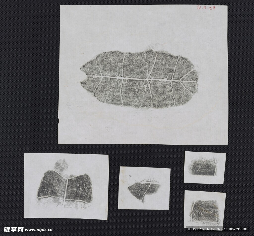 远古树叶化石标本展示