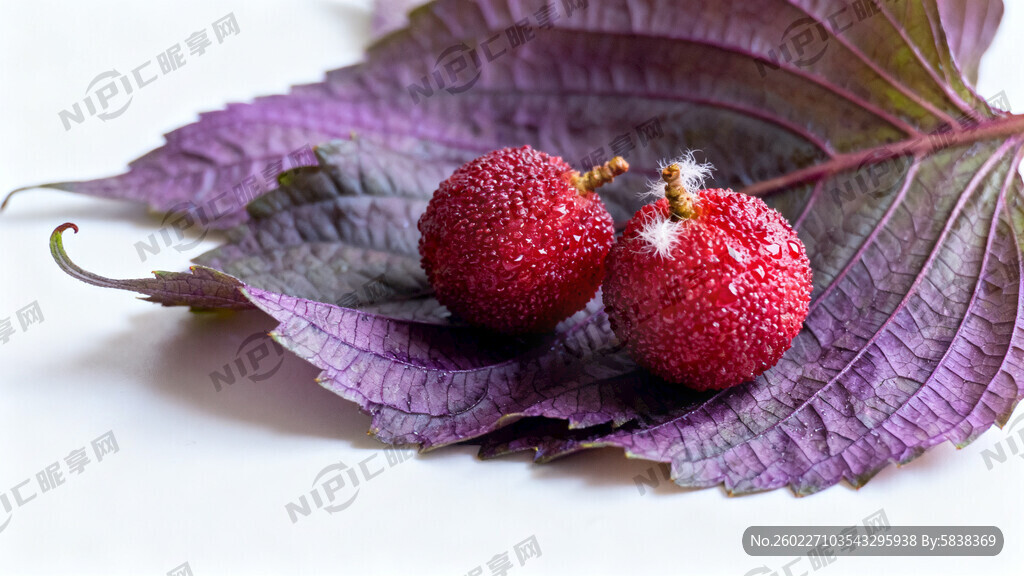 几片紫苏叶 颜色紫色 背景白色