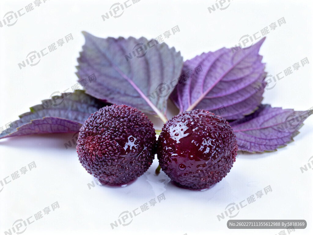 三到四片紫苏叶 颜色紫色