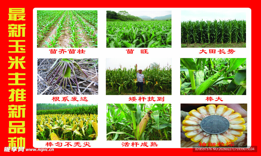 玉米种