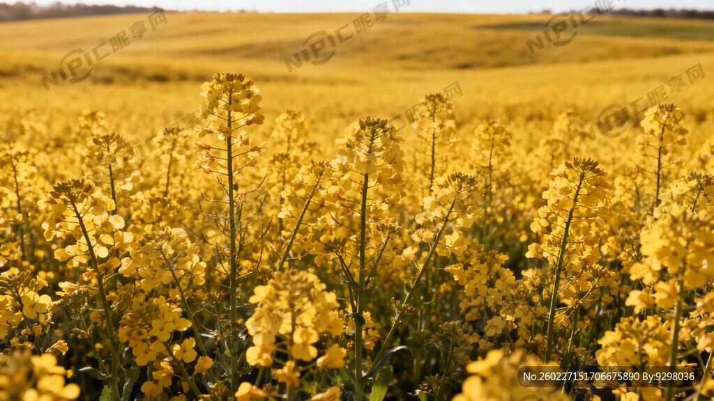 大片油菜花地 有近景和远景