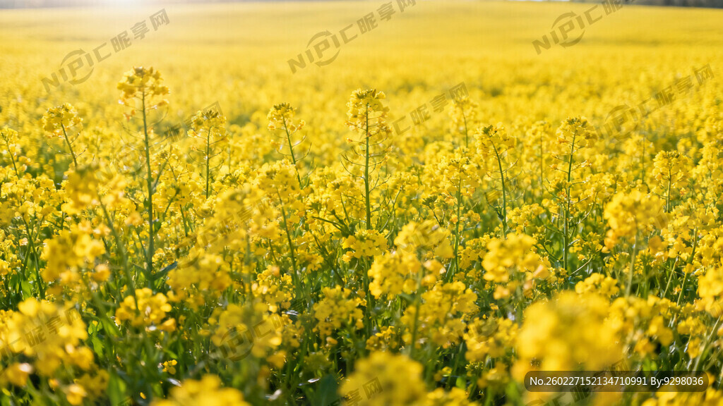 大片黄菜油菜花地 有近景和远景