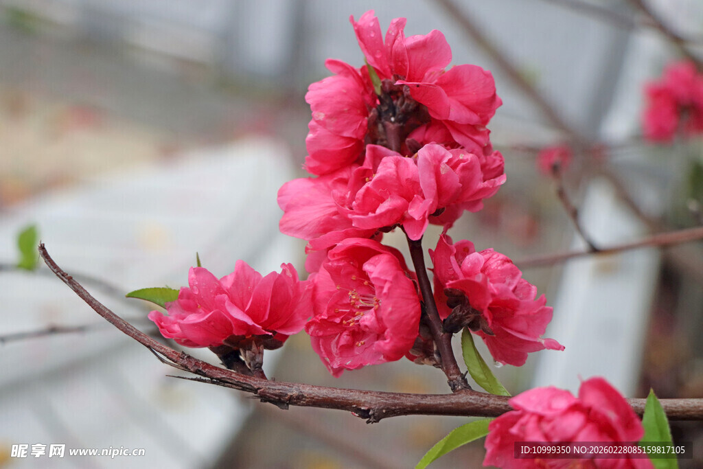 娇艳绽放的粉红桃花