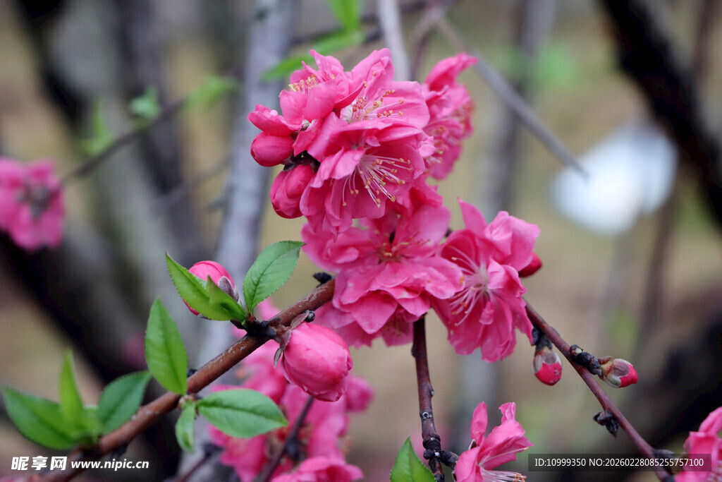 娇艳粉色桃花枝头绽放