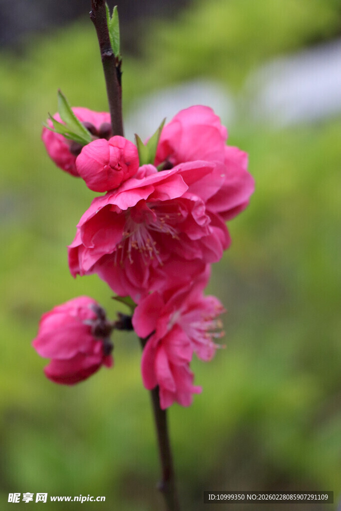 娇艳粉色桃花枝头绽放