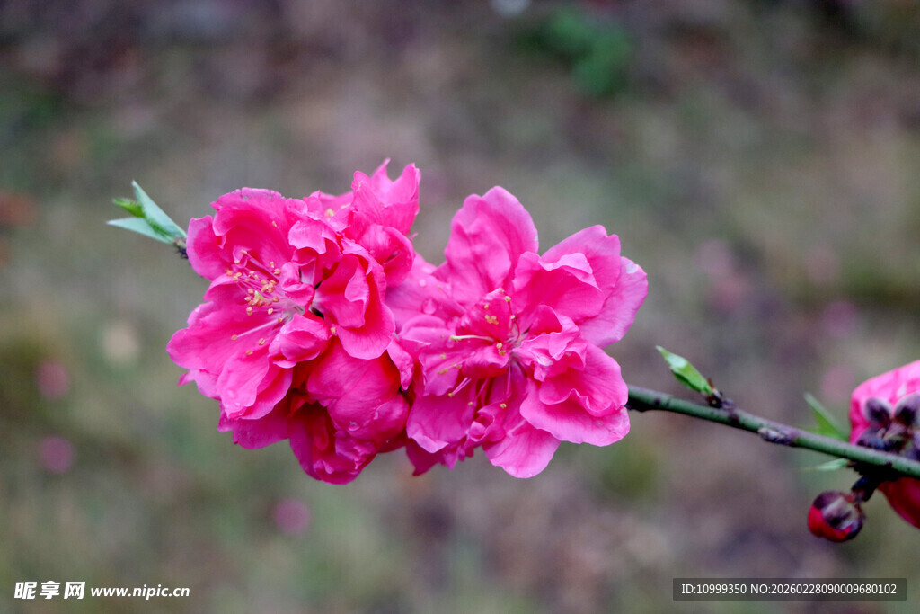 娇艳绽放的粉色桃花