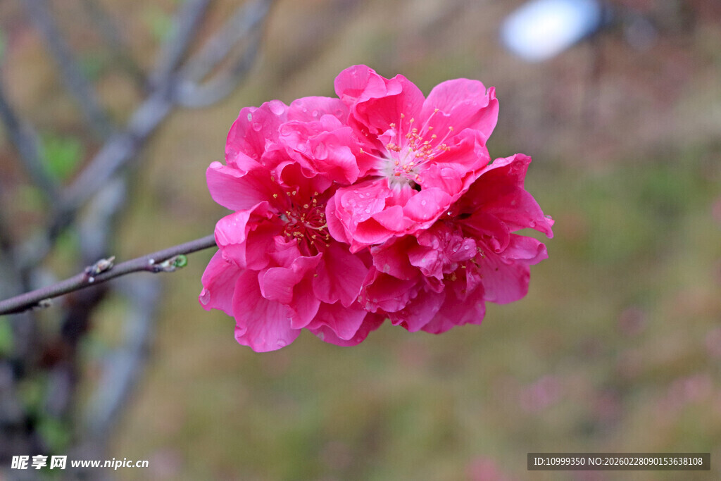 娇艳绽放的粉色桃花