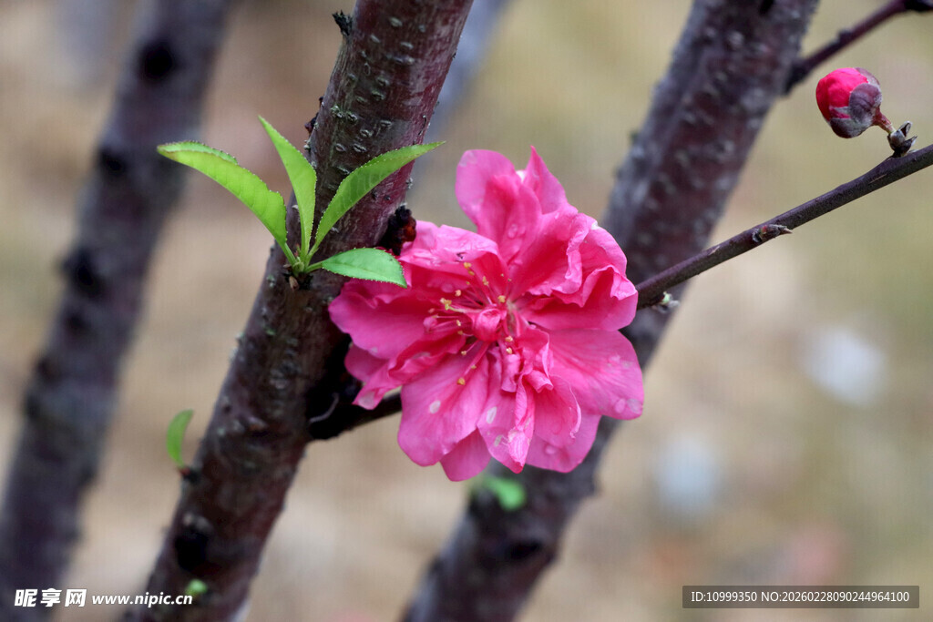 枝头绽放的娇艳粉色桃花
