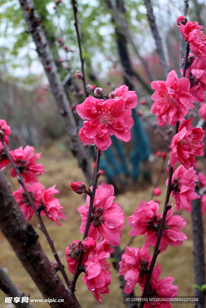 春日绽放的艳丽桃花枝