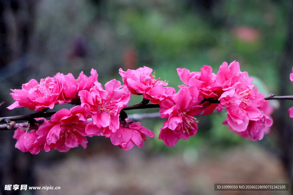 娇艳绽放的粉色桃花枝