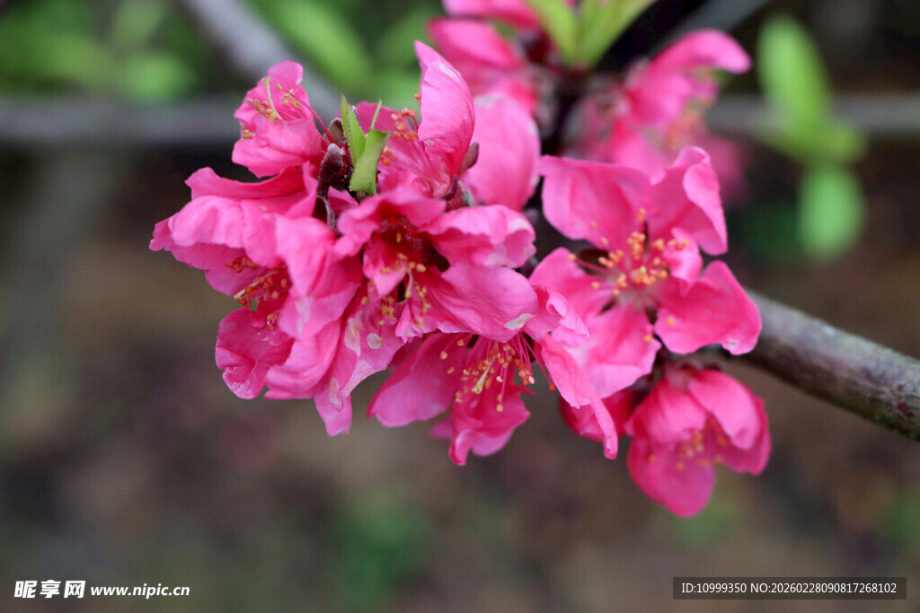 娇艳粉花绽于枝头