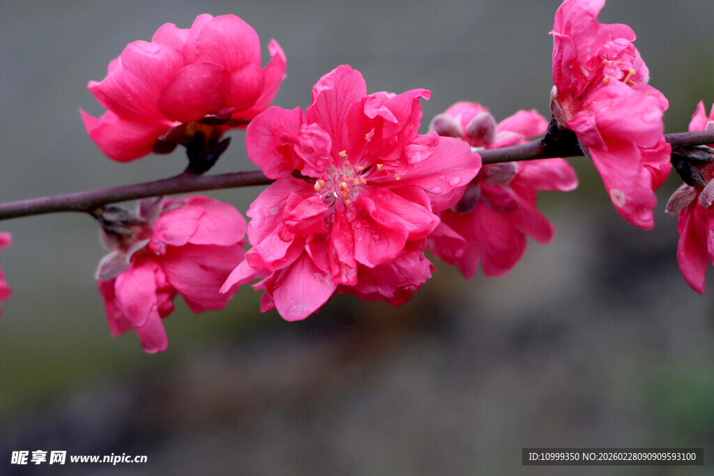 娇艳桃花枝头绽放
