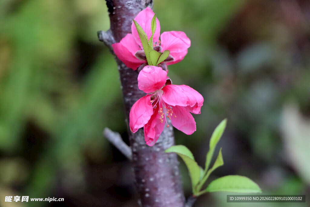 娇艳桃花枝头绽放