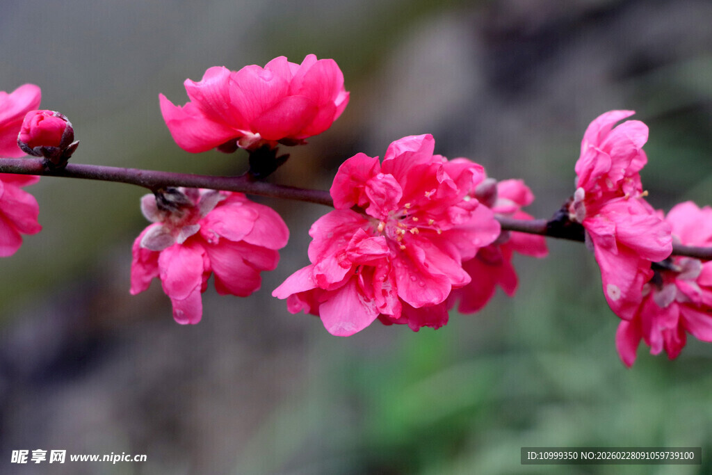 娇艳欲滴的粉色桃花枝