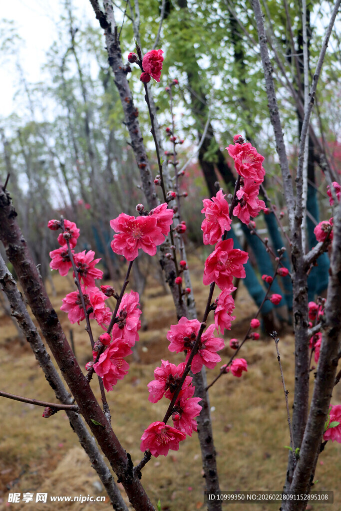 枝头绽放的艳丽桃花