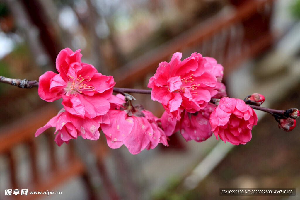 枝头绽放的娇艳粉色花朵