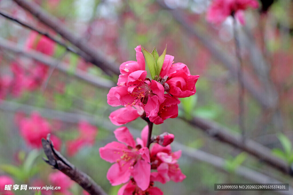 娇艳绽放的粉色桃花