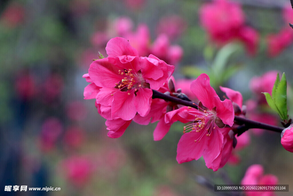 娇艳桃花绽放枝头