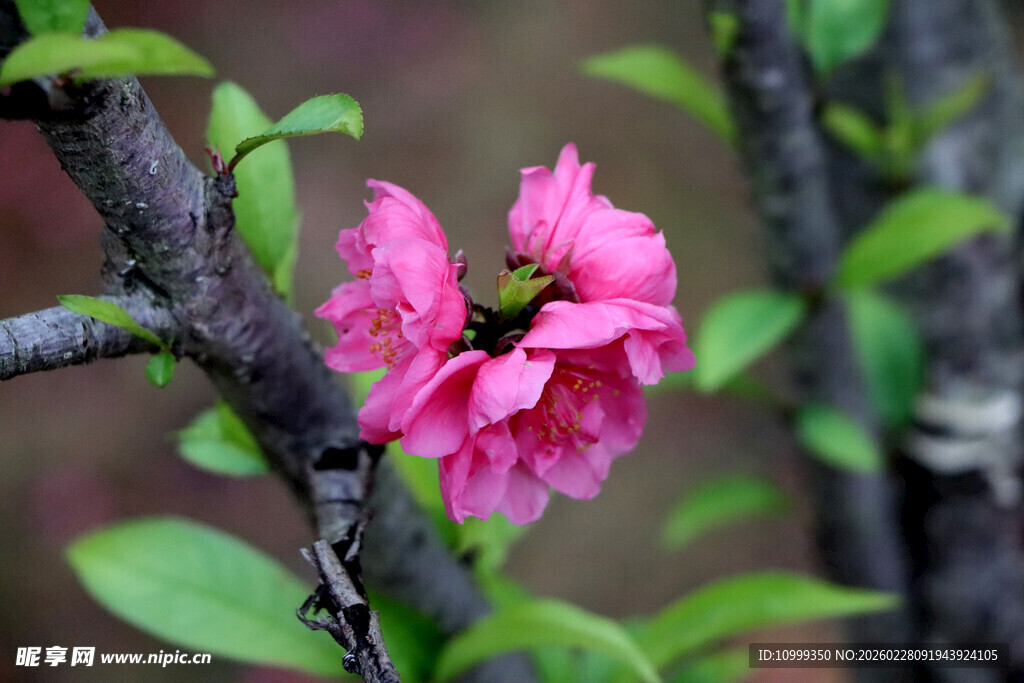 娇艳桃花绽放枝头