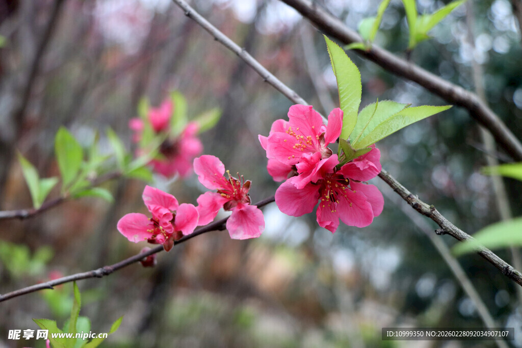 枝头绽放俏粉桃花