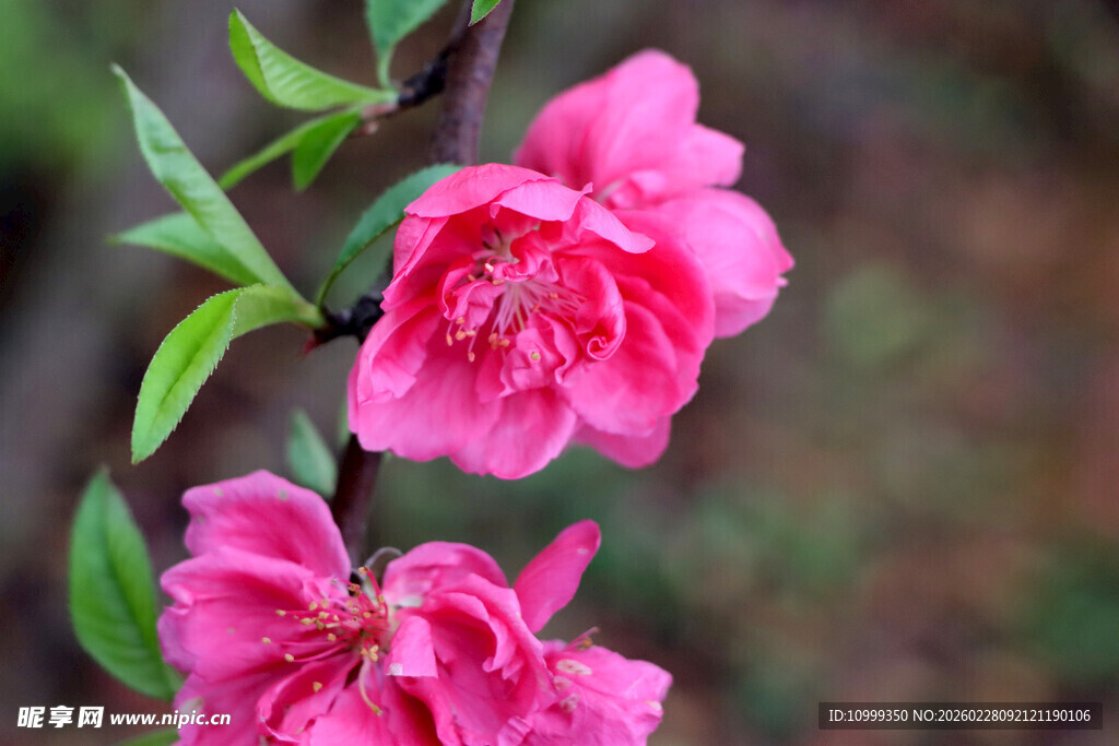 娇艳粉色桃花绽放