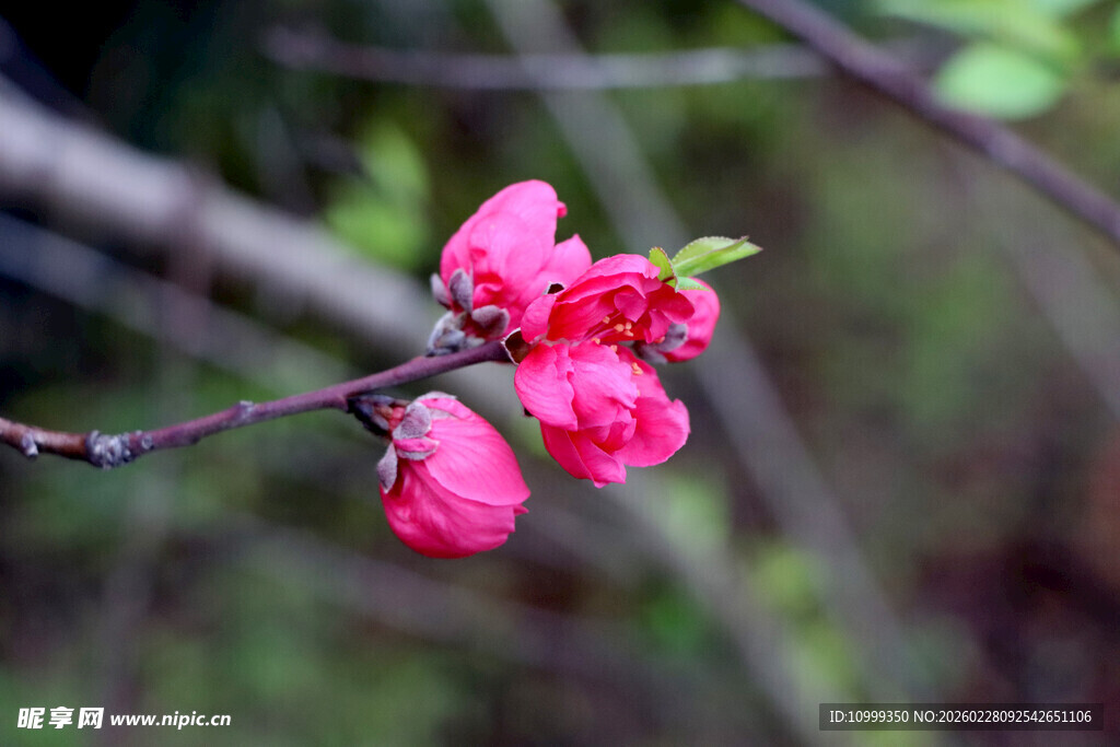 枝头绽放的娇艳粉色桃花