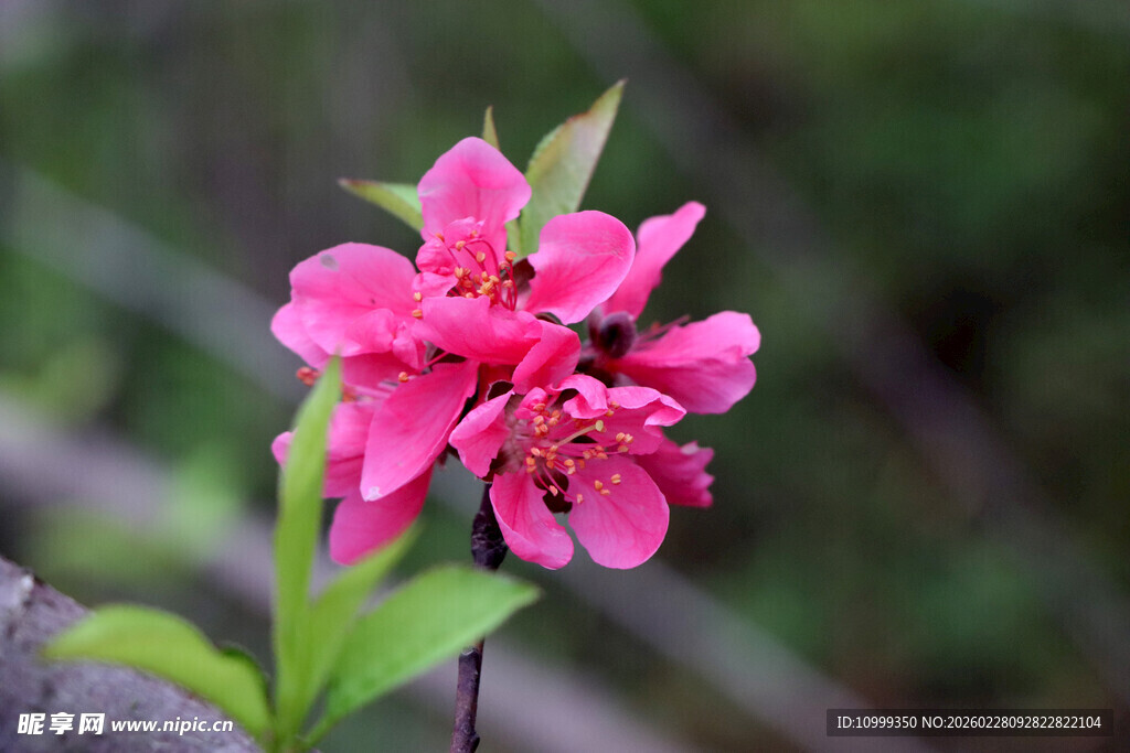 娇艳绽放的粉色桃花