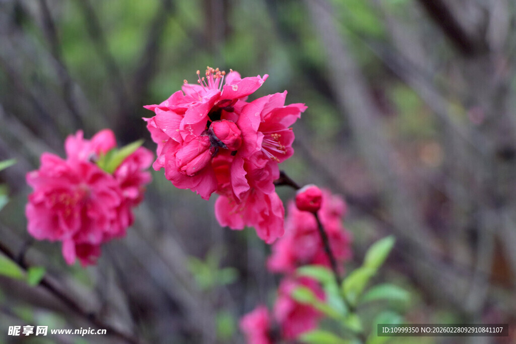 娇艳绽放的粉红色花枝