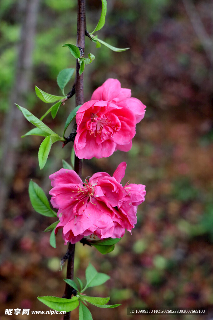 娇艳粉色花朵绽放枝头