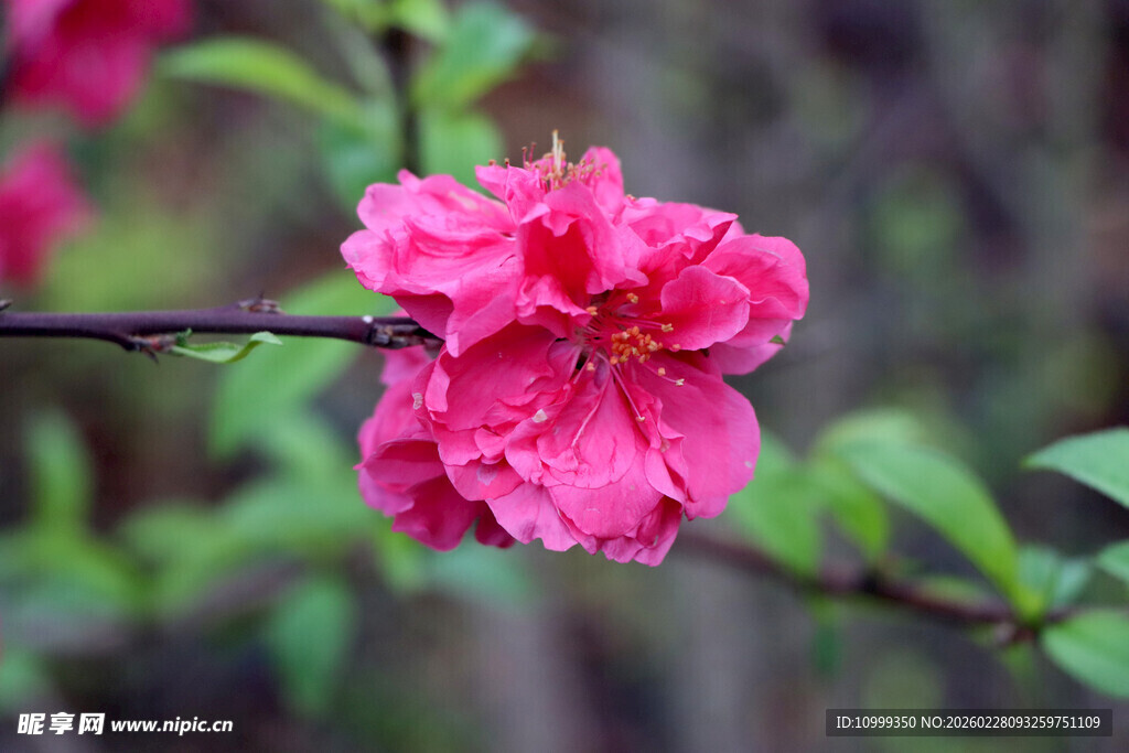 娇艳粉色花朵绽放枝头
