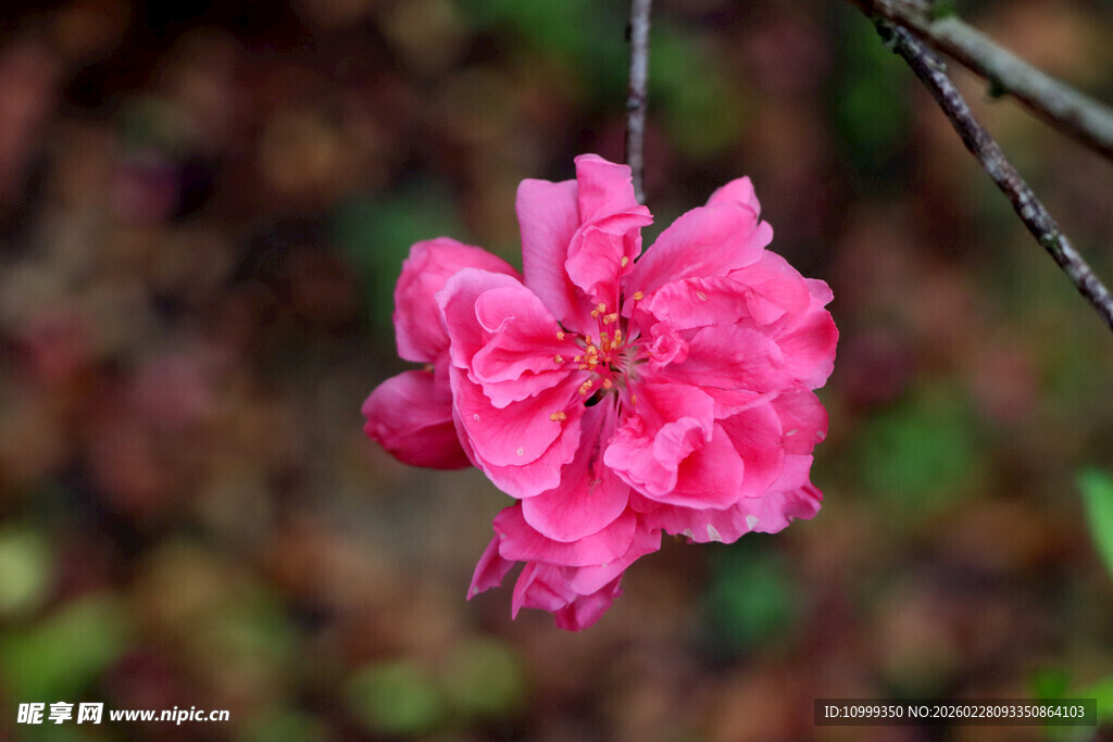 娇艳粉色桃花枝头绽放