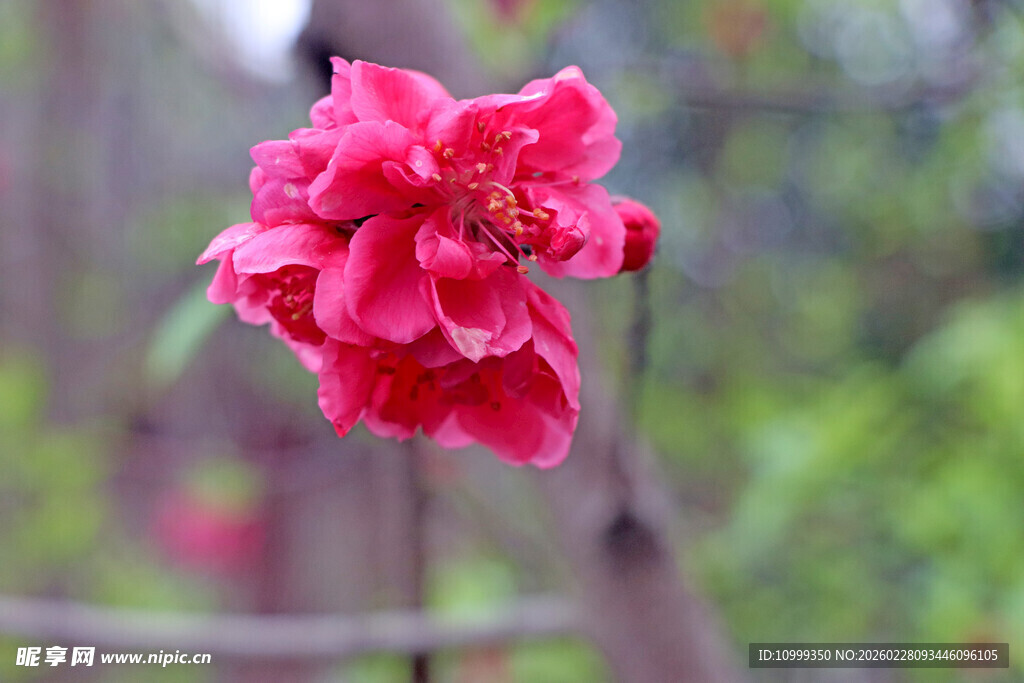 娇艳盛开的粉红色花卉