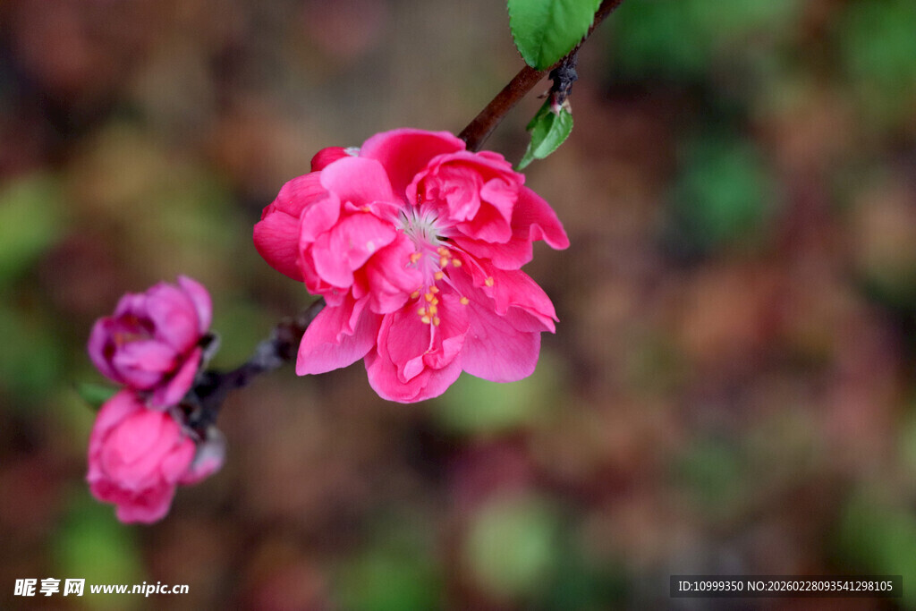 娇艳桃花绽放枝头