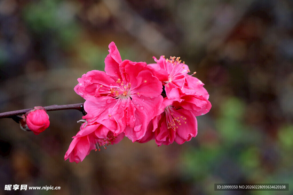 娇艳粉色桃花绽放枝头