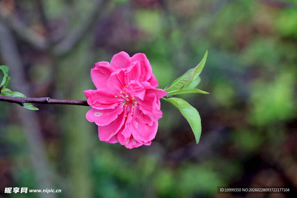 娇艳粉色桃花枝头绽放