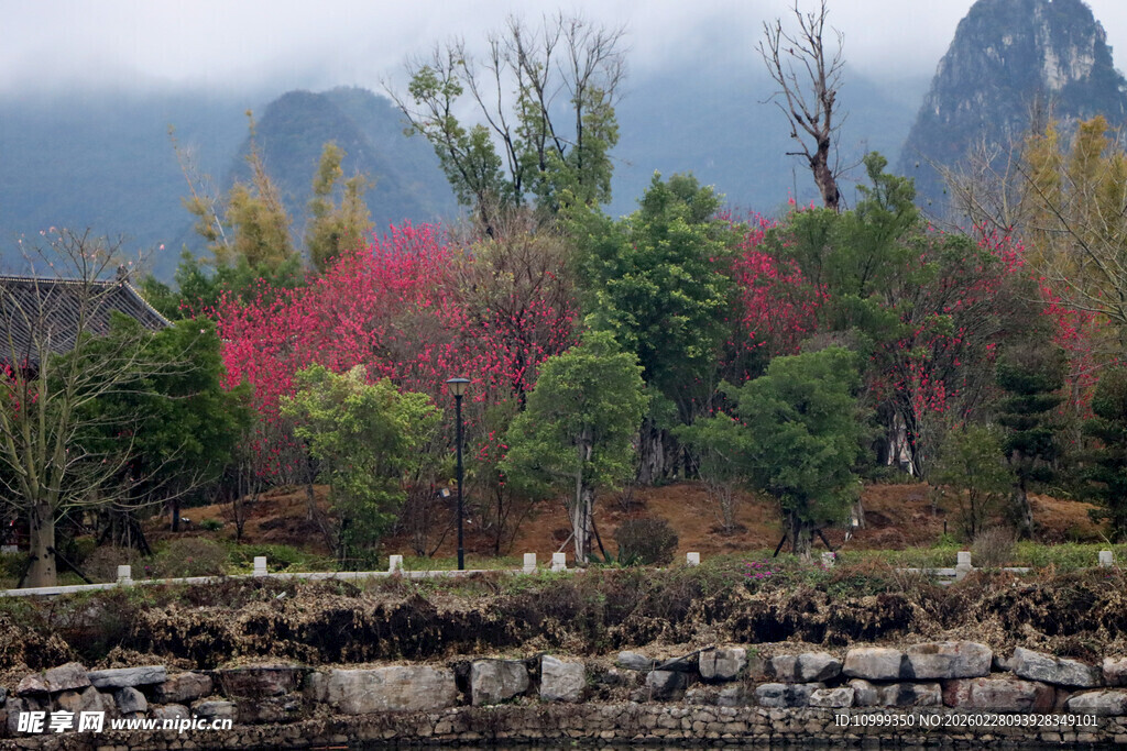 秋日江畔多彩树林美景