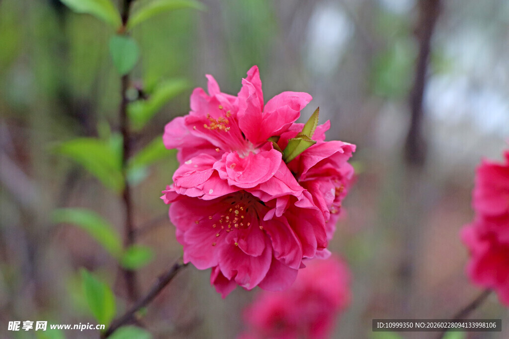 娇艳粉色花朵绽放枝头