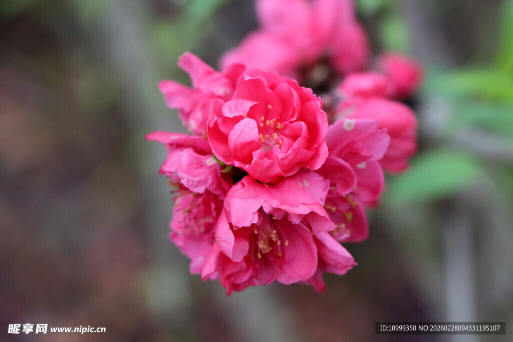 娇艳绽放的粉红色花朵