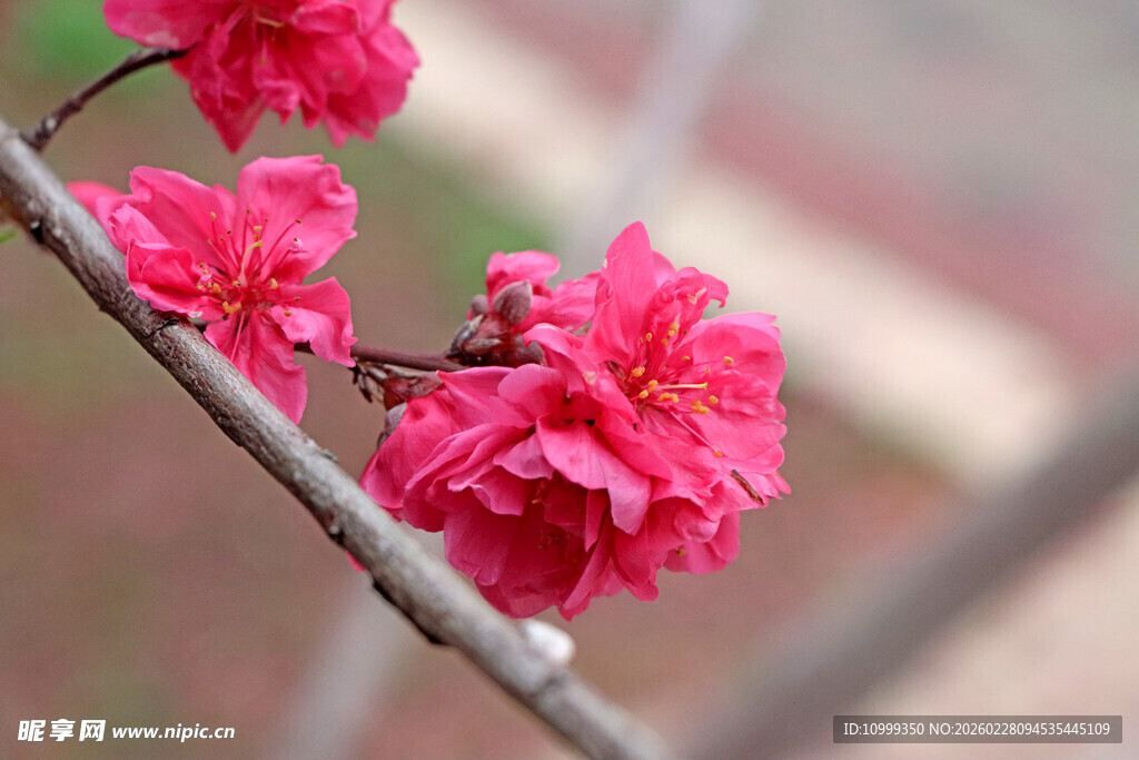 枝头绽放的娇艳粉色花朵