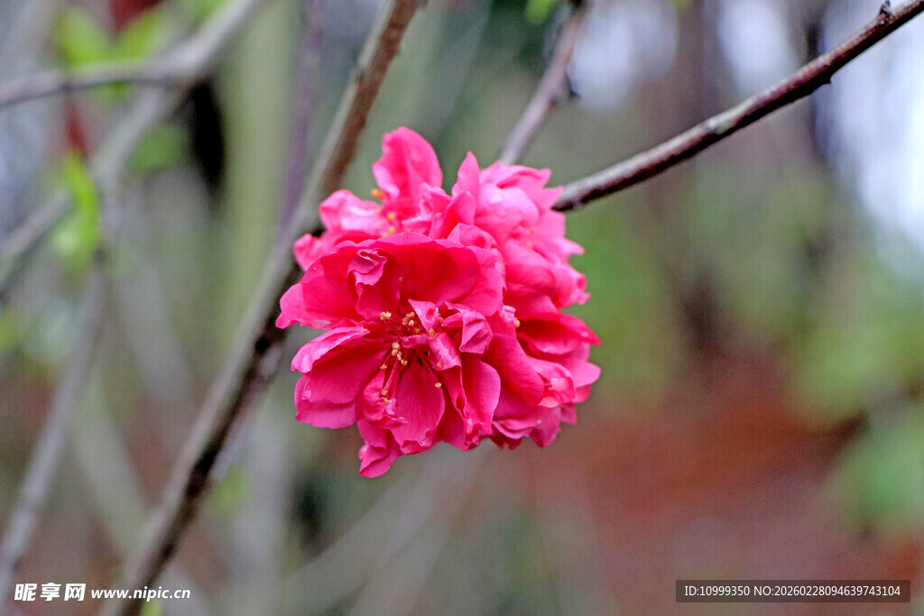 枝头绽放的艳丽红花朵