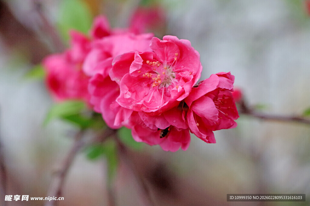 娇艳绽放的粉红色花朵