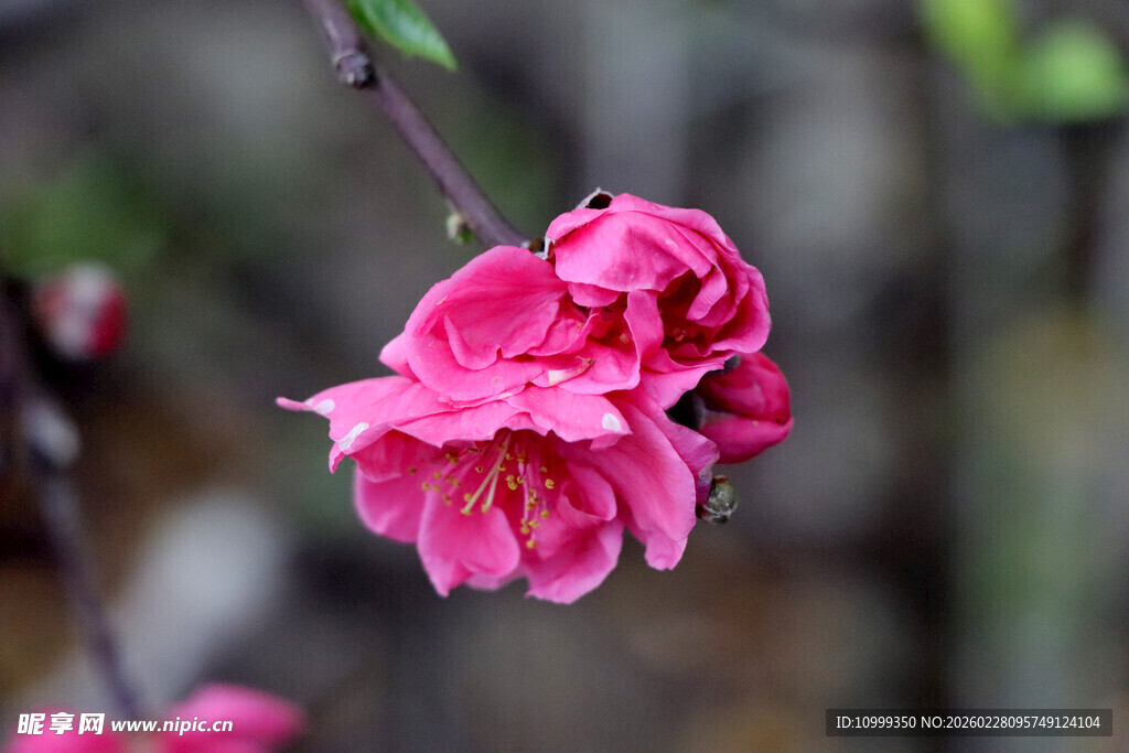 娇艳粉色桃花枝头绽放