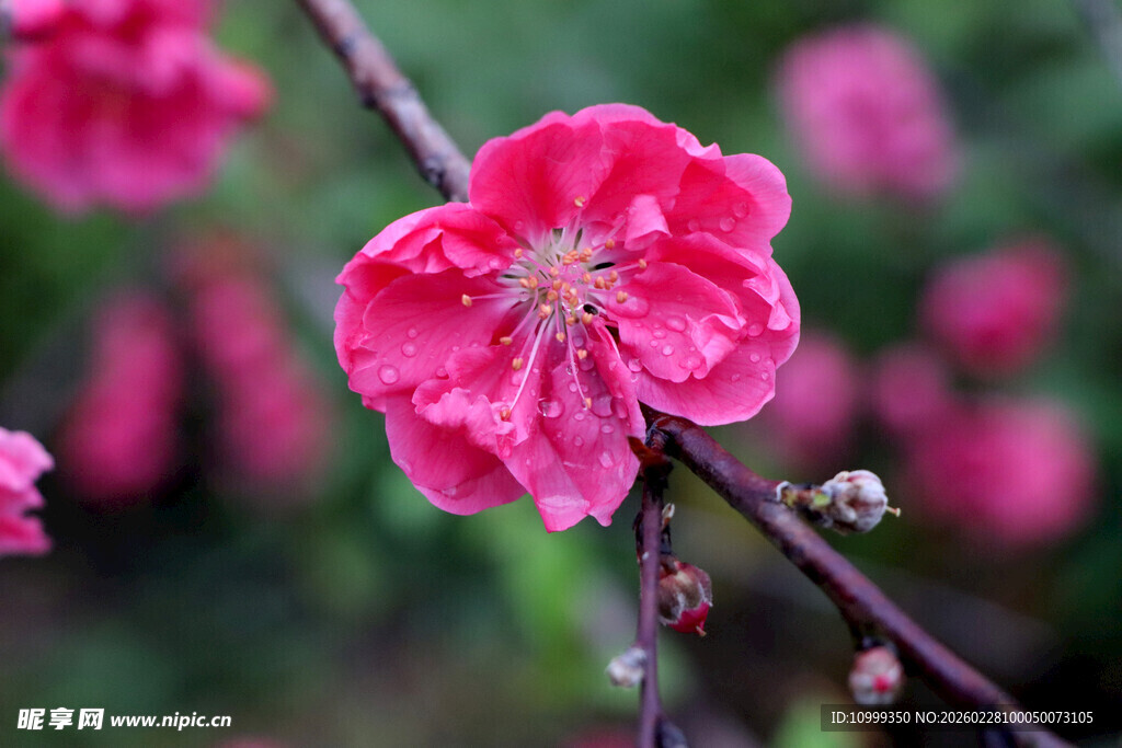 娇艳红梅绽放枝头
