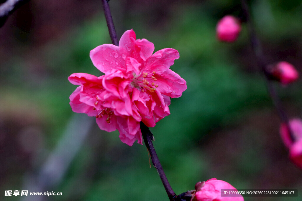 娇艳粉色桃花特写