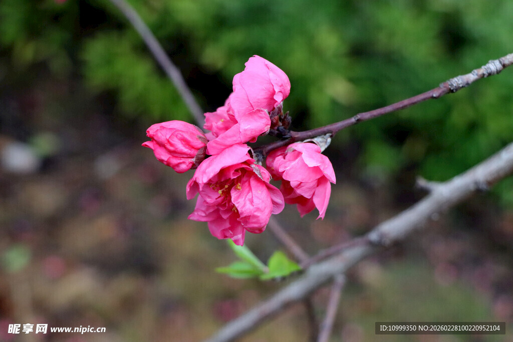 枝头绽放的娇艳粉色桃花